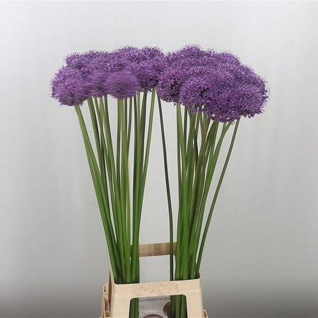 Allium Stratos