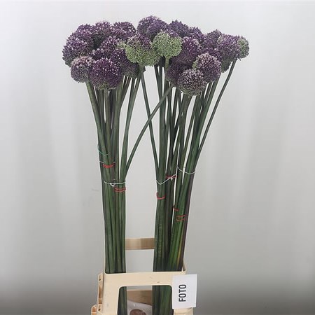 Allium Summer Drummer