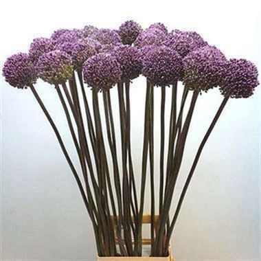 Allium Summer Drummer