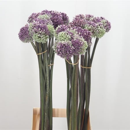 Allium Summer Drummer