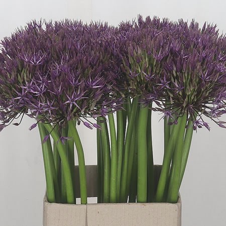 Allium Universe