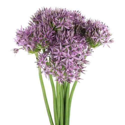 Allium Violet Beauty