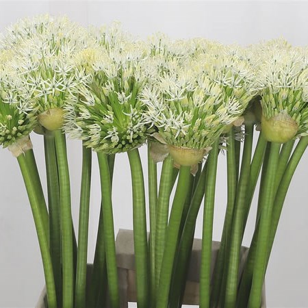 Allium White Empress