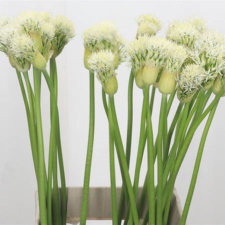 Allium White Empress