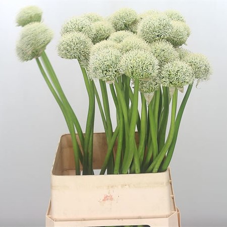 Allium White Giant