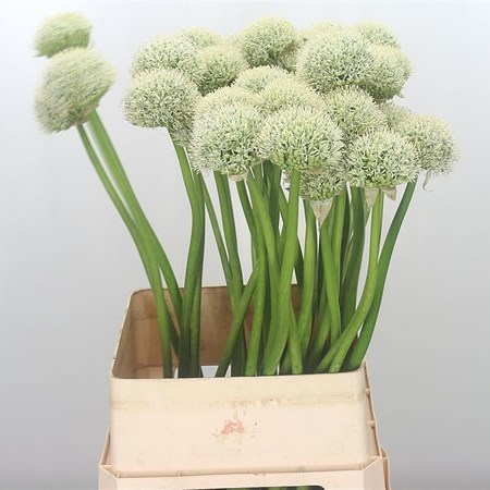 Allium White Giant