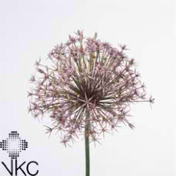 Allium christophii