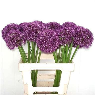 Allium giganteum 60cm