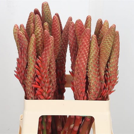 Aloe Vera Flower