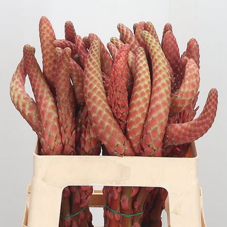 Aloe Vera Flower