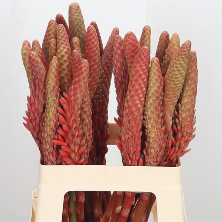 Aloe Vera Flower