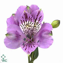 Alstroemeria allure