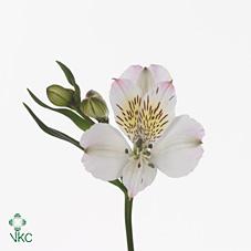 Alstroemeria avant garde