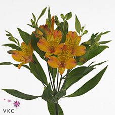 Alstroemeria cocktail