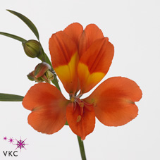 Alstroemeria dancing queen