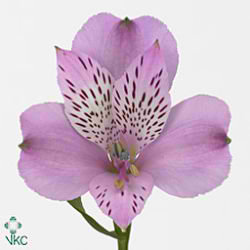 Alstroemeria dynasty