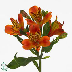 Alstroemeria flame