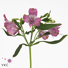 Alstroemeria floriano