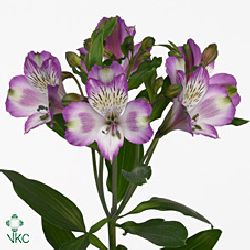 Alstroemeria hawaiian dream