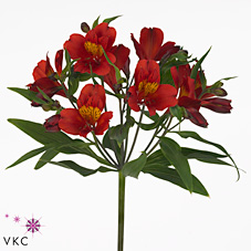 Alstroemeria Hot Pepper
