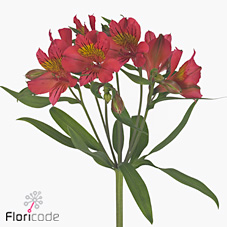 Alstroemeria konst amposta