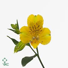 Alstroemeria lemon