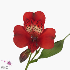 Alstroemeria lovely