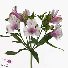 Alstroemeria marshmallow