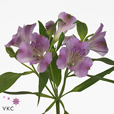 Alstroemeria monte azzurro