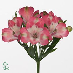 Alstroemeria n joy
