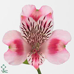 Alstroemeria panorama