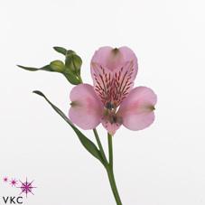Alstroemeria pink floyd
