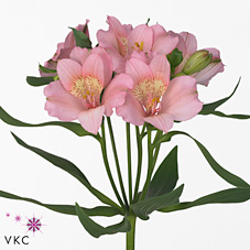 Alstroemeria primadonna