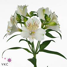 Alstroemeria Snowtime