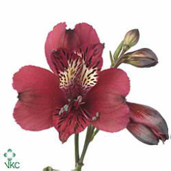 Alstroemeria tiesto