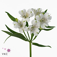 Alstroemeria vancouver