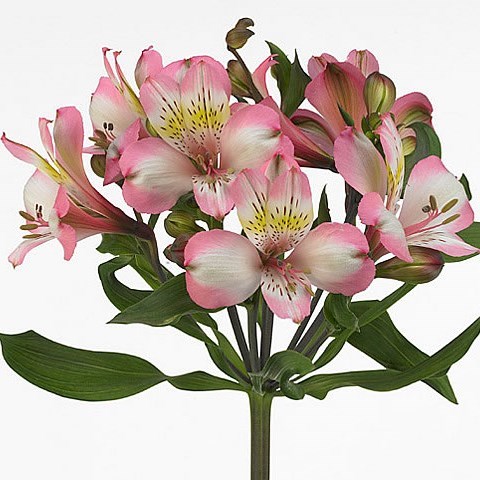 Alstroemeria Adelaide