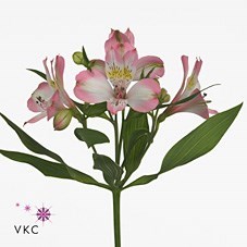 Alstroemeria Adelaide