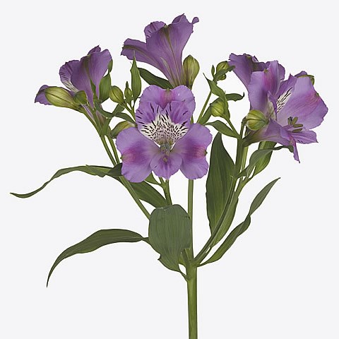 Alstroemeria Antaris