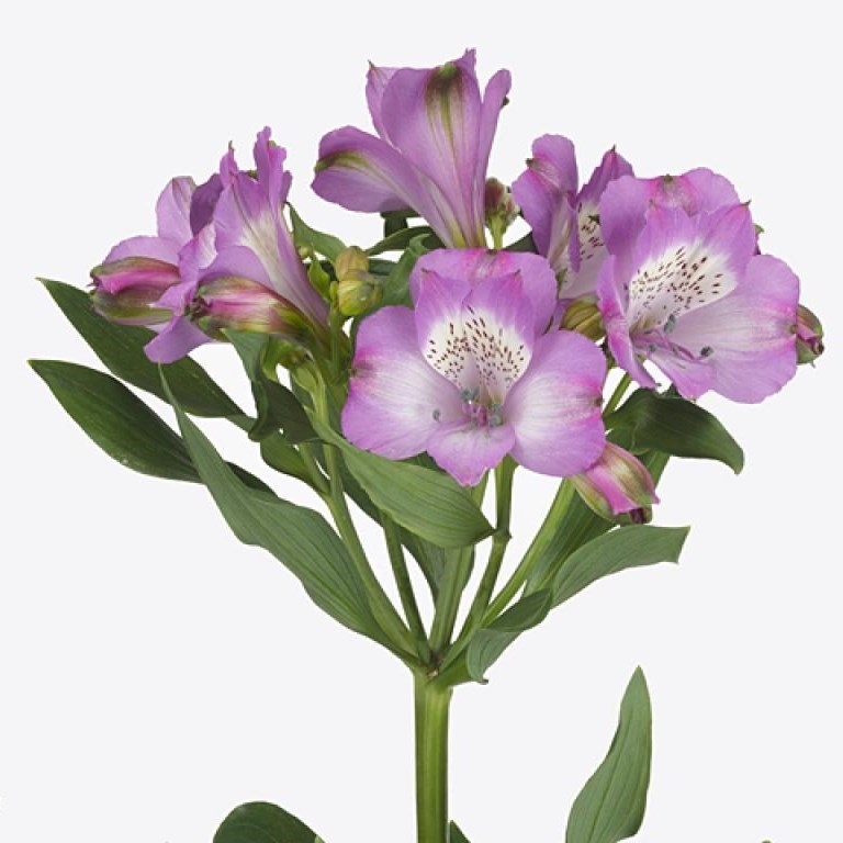 Alstroemeria Ardenne
