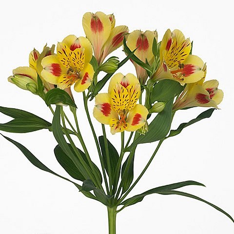 Alstroemeria Bali