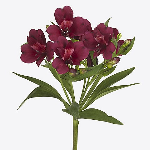 Alstroemeria Bilbao