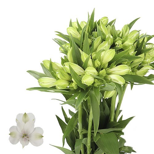 Alstroemeria Bright Star