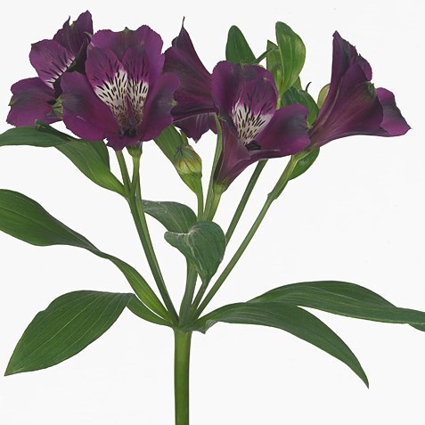 Alstroemeria Carline