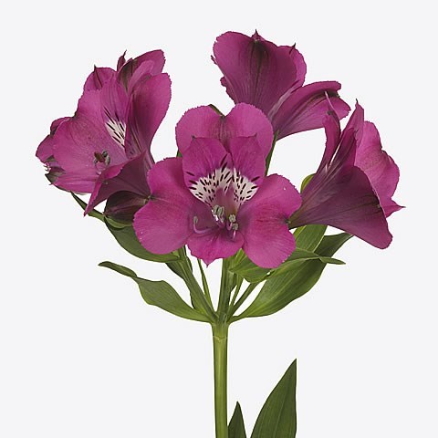 Alstroemeria Casanova