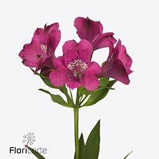 Alstroemeria Casanova