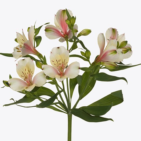 Alstroemeria Champagne 80cm | Wholesale Dutch Flowers & Florist Supplies UK