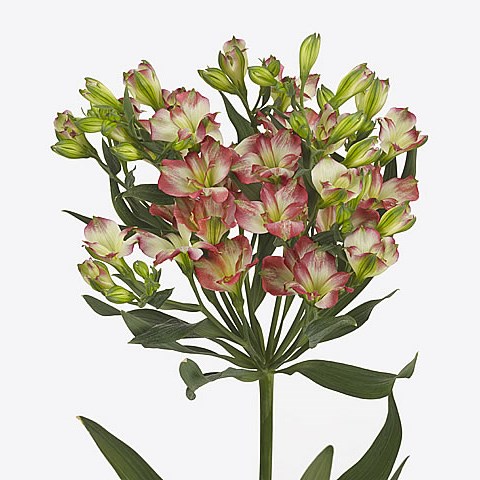 Alstroemeria Charmelia Blush