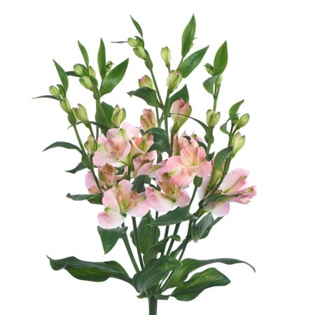 Alstroemeria Charmelia Pink (Spray)