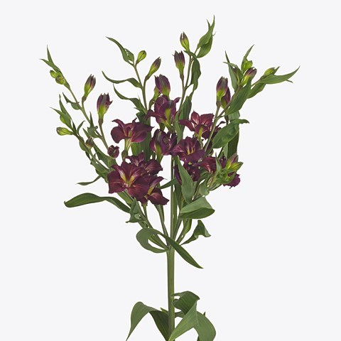 Alstroemeria Charmelia Purple (Spray)